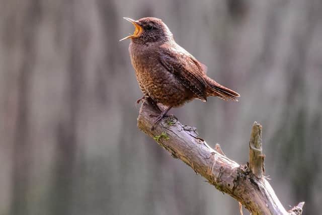 Wren. EMN-200428-135306001