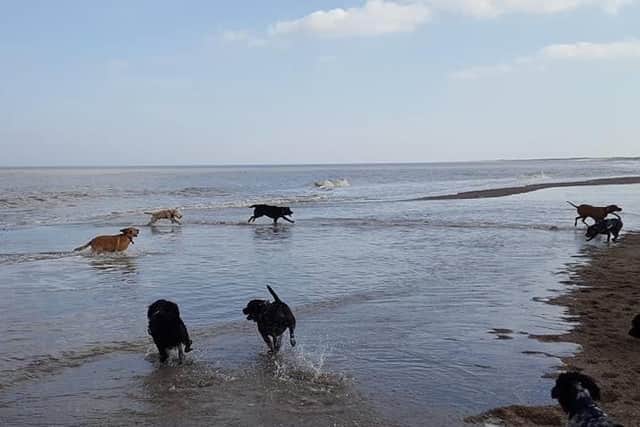 Restrictions have been lifted for dogs on beaches in Lincolnshire.