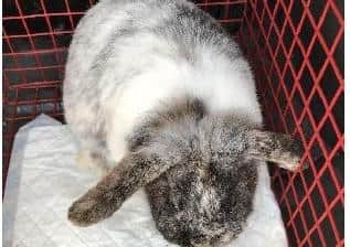 These rabbits were found abandoned by the side of the road in Bardney. Picture: RSPCA. EMN-200429-121415001