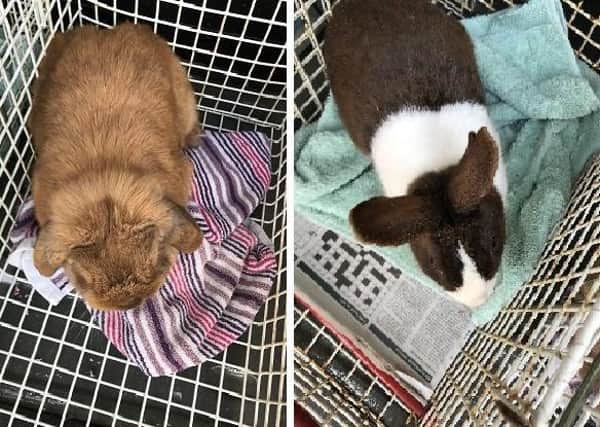 These rabbits were found abandoned by the side of the road in Bardney. Picture: RSPCA. EMN-200429-121415001