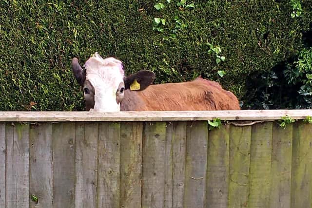 The escaped bull in John Aron's back garden. (Credit: Tommy Chalk)