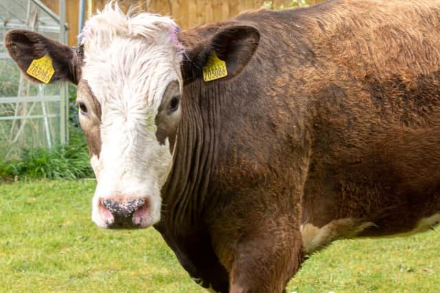 The escaped bull in John Aron's back garden. (Credit: John Aron)