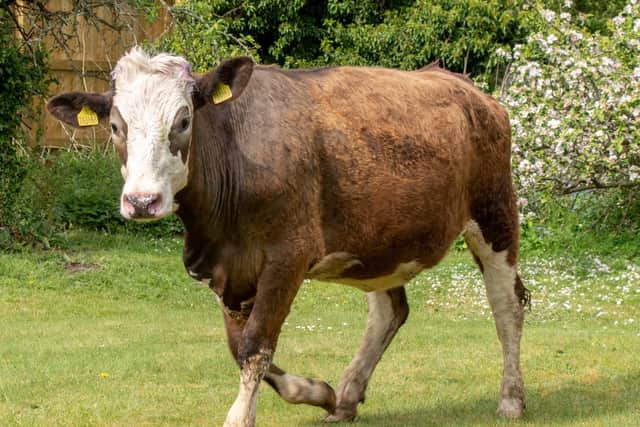 The escaped bull in John Aron's back garden. (Credit: John Aron)