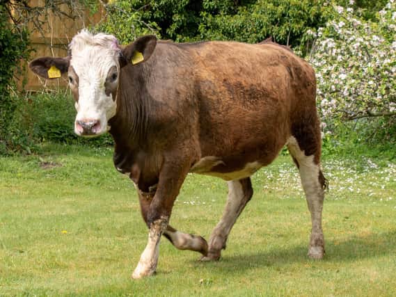 The escaped bull in John Aron's back garden. (Credit: John Aron)