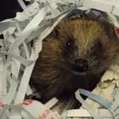 More than 2,700 hedgehogs were admitted to RSPCA national wildlife centres last year. EMN-200505-153138001