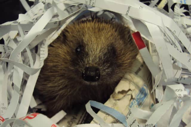 More than 2,700 hedgehogs were admitted to RSPCA national wildlife centres last year. EMN-200505-153138001
