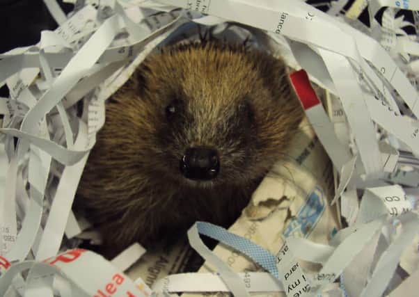 More than 2,700 hedgehogs were admitted to RSPCA national wildlife centres last year. EMN-200505-153138001