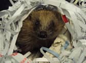 More than 2,700 hedgehogs were admitted to RSPCA national wildlife centres last year. EMN-200505-153138001