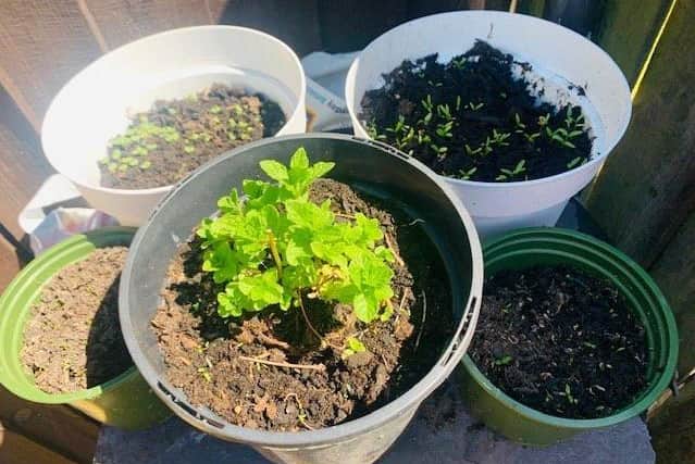 Growing new life - a herb garden by Jayne Cooke. EMN-201005-162221001