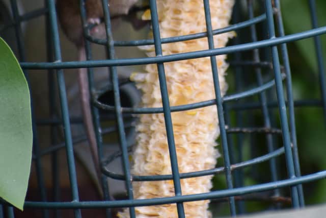 A mouse eating corn in a garden bird feeder - by Steve Scott. EMN-201005-162906001