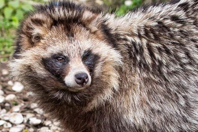 Another animal in need.