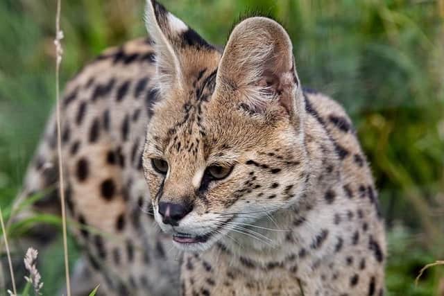 One of The Ark's residents.