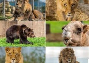 Some of the resident animals at the park.