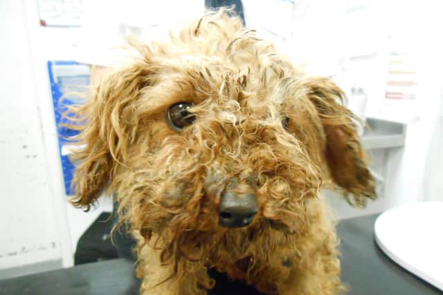 In Lincolnshire, there have been reports about 44 abandoned animals to the charity’s cruelty hotline since lockdown started on March 23. EMN-201205-154156001