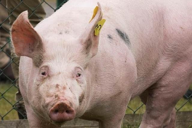 Pig rearing unit planned for Harmston has been refused. EMN-200513-153307001