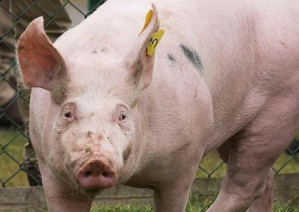 Pig rearing unit planned for Harmston has been refused. EMN-200513-153307001
