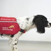 This new trial will look at whether the dogs, a mixture of Labradors and Cocker Spaniels, can be trained to detect coronavirus in people too, even if they aren’t showing symptoms. EMN-200515-165322001