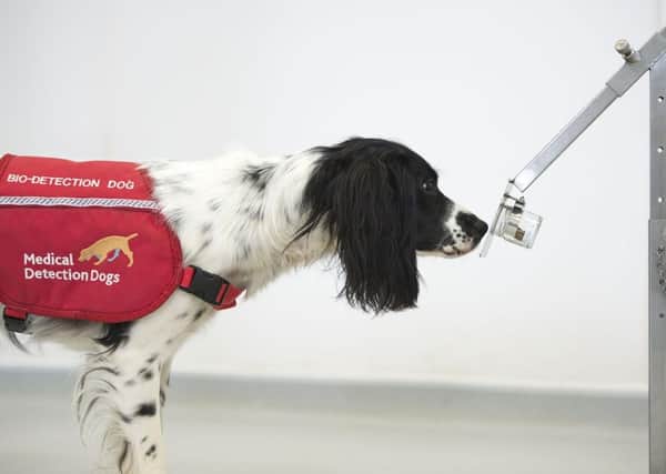This new trial will look at whether the dogs, a mixture of Labradors and Cocker Spaniels, can be trained to detect coronavirus in people too, even if they aren’t showing symptoms. EMN-200515-165322001
