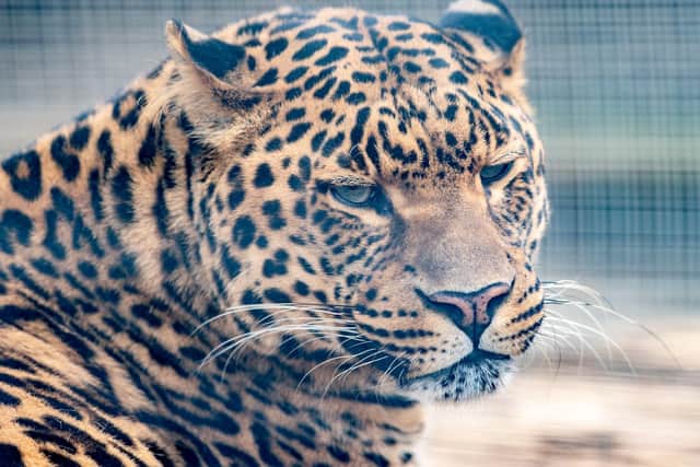 Mowgli. Picture: John Aron Photography.