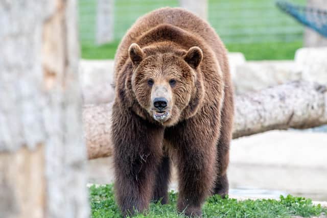 Wolds Wildlife Park.