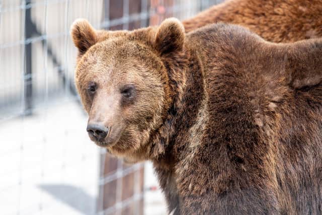 Wolds Wildlife Park.