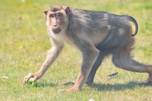 Wolds Wildlife Park.
