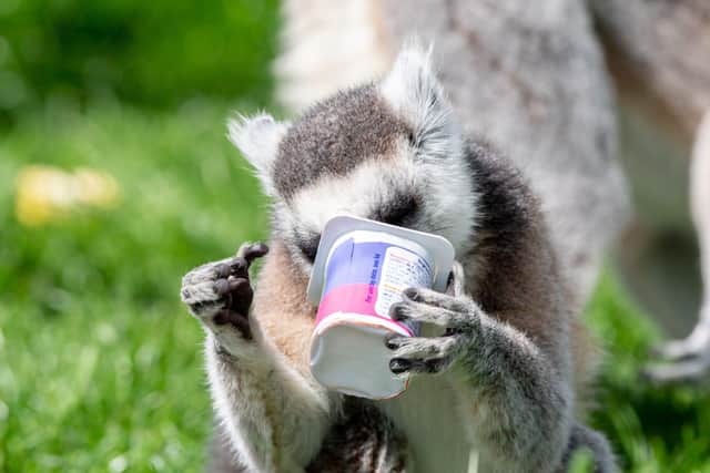 Wolds Wildlife Park.