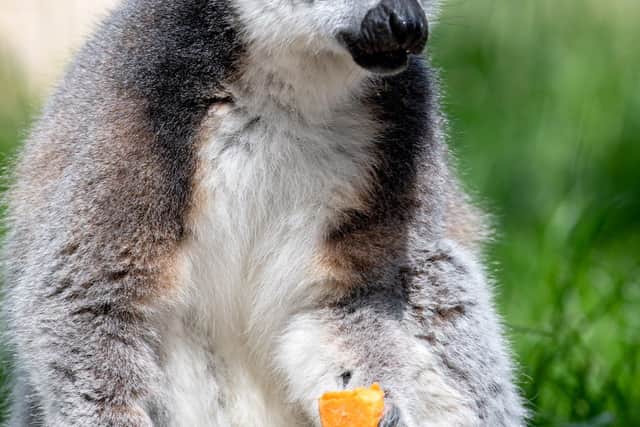 Wolds Wildlife Park.