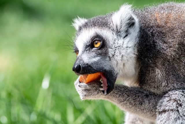Wolds Wildlife Park.