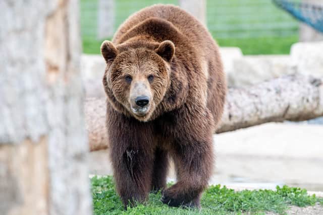 Wolds Wildlife Park.