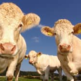 Changes have been made to Louth Livestock Market's weekly schedule.