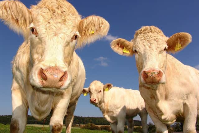 Changes have been made to Louth Livestock Market's weekly schedule.