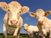 Changes have been made to Louth Livestock Market's weekly schedule.