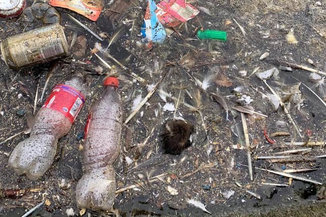 The sad image of a dead duckling amongst rubbish in a Skegness lake. Photo: John Byford.