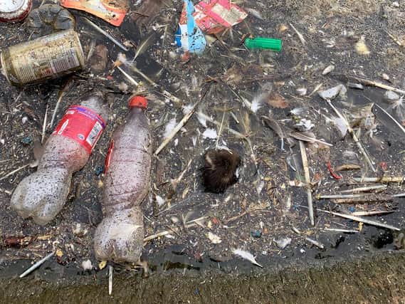 The sad image of a dead duckling amongst rubbish in a Skegness lake. Photo: John Byford.