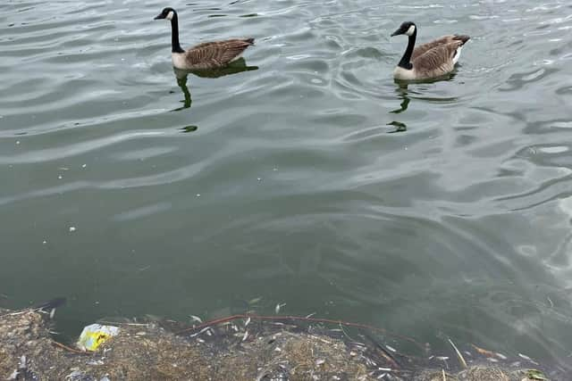 Rubbish in Marine lake.