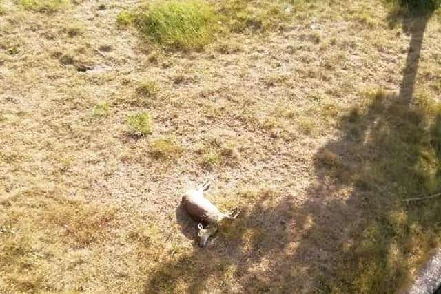 A dead deer left by the boating lake in Skegness.
