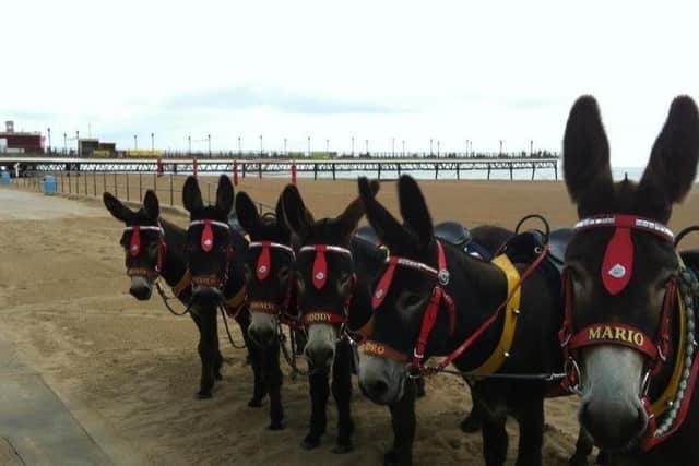 An appeal has been launched to help the donkeys unable to work in Skegness and Mablethorpe.