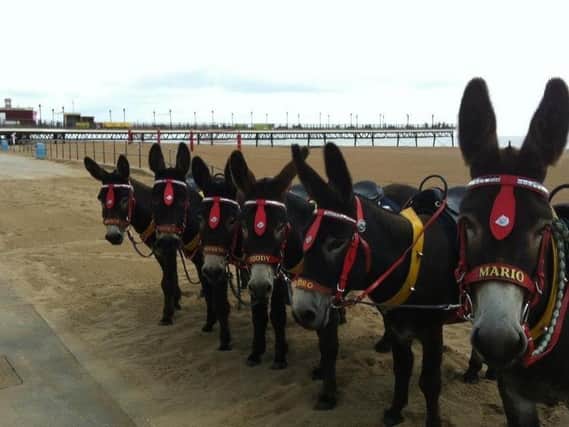 An appeal has been launched to help the donkeys unable to work in Skegness and Mablethorpe.