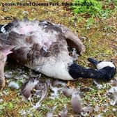 One of the dead geese in Mablethorpe on June 5. (Photo: Submitted)