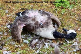 One of the dead geese in Mablethorpe on June 5. (Photo: Submitted)