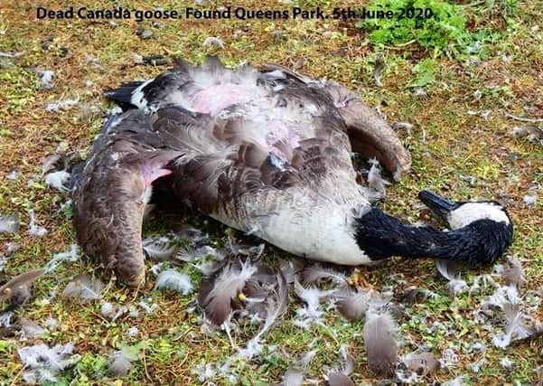 One of the dead geese in Mablethorpe on June 5. (Photo: Submitted)