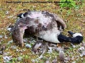 One of the dead geese in Mablethorpe on June 5. (Photo: Submitted)
