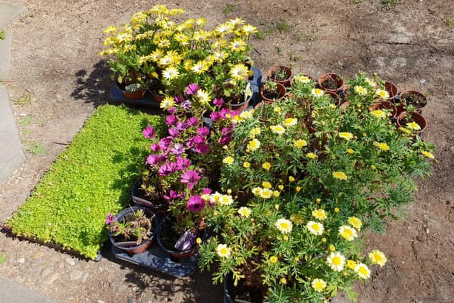 Plants donated to Ashdene care home which the residents help put in the garden. EMN-201006-181118001
