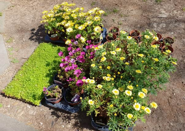 Plants donated to Ashdene care home which the residents help put in the garden. EMN-201006-181118001