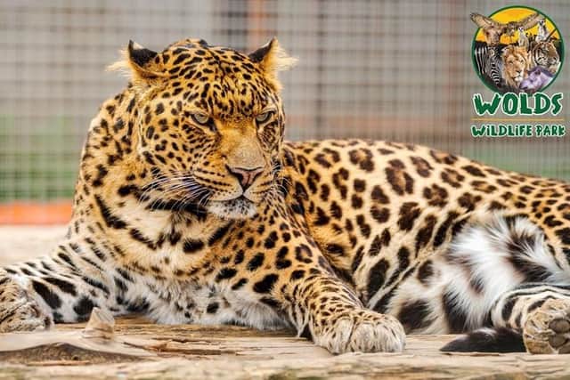 The new cat on the block at the Wolds Wildlife Park - an Indian leopard called Mowgli