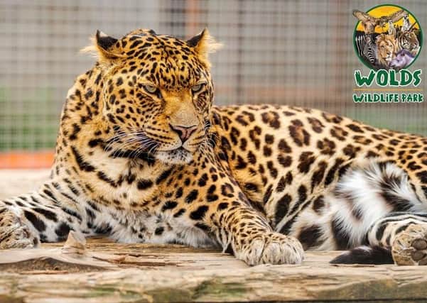 The new cat on the block at the Wolds Wildlife Park - an Indian leopard called Mowgli