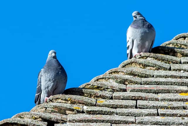 Pigeons on the Post Office roof.