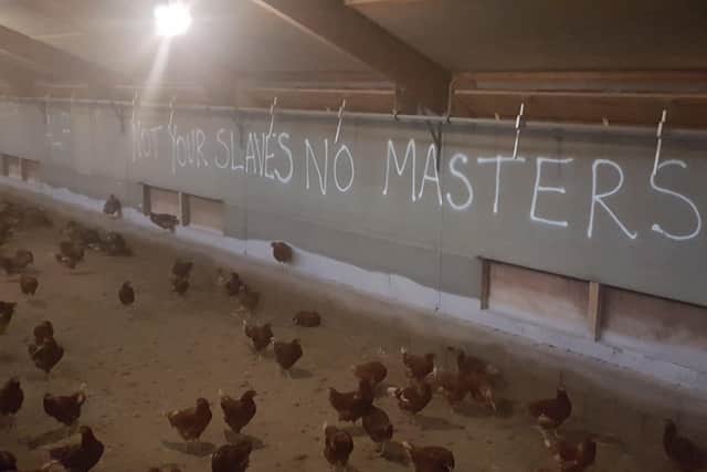 ALF slogans sprayed on the walls of the chicken shed near Digby. EMN-200618-094159001