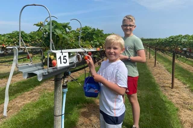 Customers Philip and Patrick from Skegness hunting for big, juicy strawberries at the Willows Farm Pick Your Own in Chapel St Leonards.